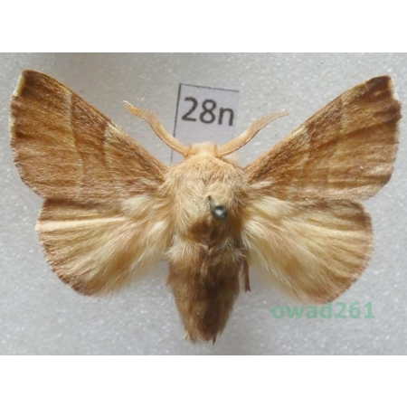 Malacosoma neustria (Linnaeus, 1758) male Barczatka pierścieniówka, Prządka pierścienica Czech28n